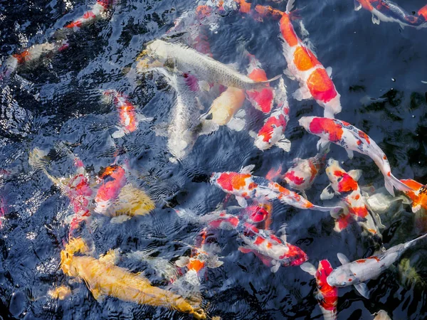 Beautiful Koi Fish Pond Garden — Stock Photo, Image