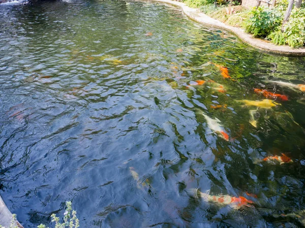 庭の池の鯉が美しい — ストック写真