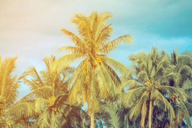 Hindistan cevizi palmiye ağaçları klasik ton