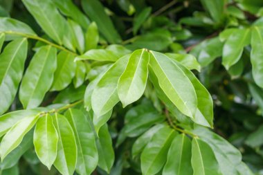 yeşil yaprak arkaplanı, kapat