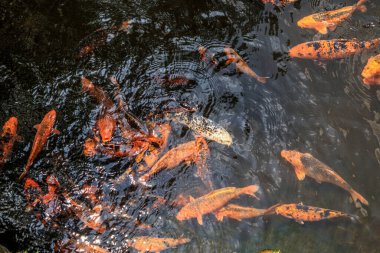 Bahçe havuzu dekoratif peyzaj tasarımında koi balığı