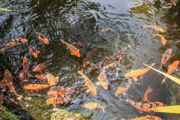 Koi Fische Gartenteich Dekorative Landschaftsgestaltung — Stockfoto