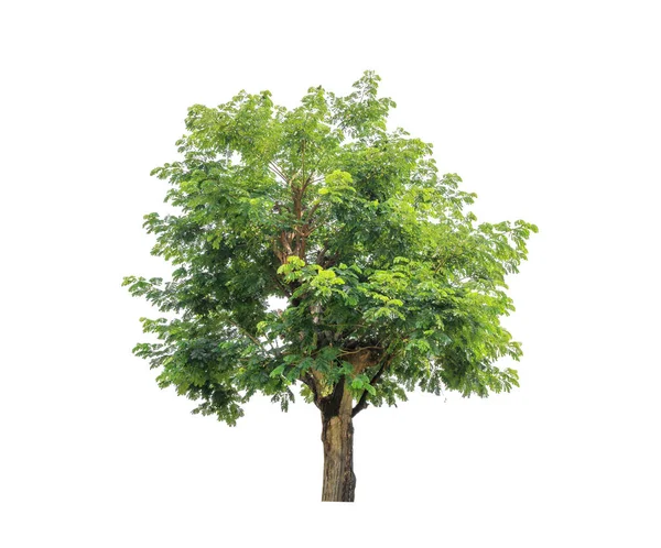 Isolierter Baum Auf Weißem Hintergrund — Stockfoto