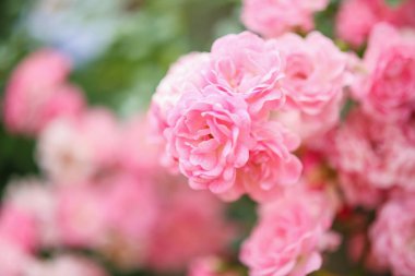 Bahçedeki güzel pembe güller