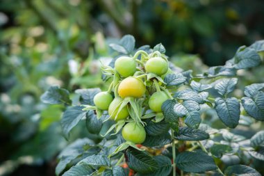 Organik bahçede yabani gül kalçası