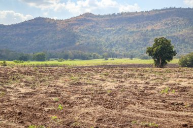 Dağ ve mavi gökyüzü ile şeker kamışı tarlası