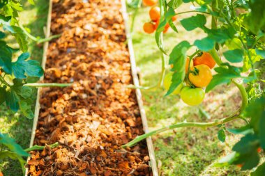 Taze kırmızı olgun domatesler asma ağacında asılı organik bahçede yetişiyor.