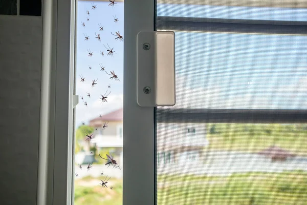 昆虫網が開かれている間に家に飛び込む多くの蚊 — ストック写真