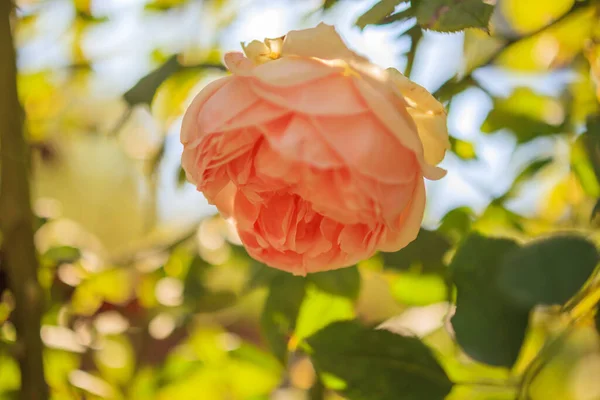 庭の美しいバラの花 — ストック写真