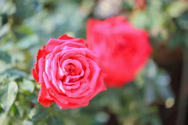 Piękne Czerwone Róże Kwiat Ogrodzie — Zdjęcie stockowe