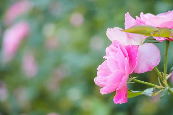 花园里美丽的粉红色玫瑰 — 图库照片