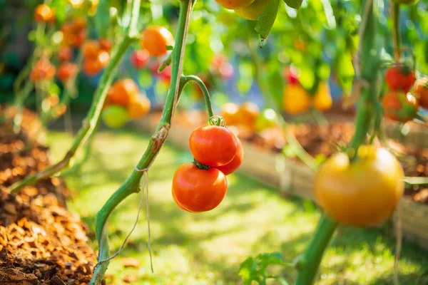 Tomates Rojos Frescos Maduros Que Cuelgan Planta Vid Que Crece — Foto de Stock