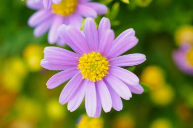 Yeşil çayır üzerinde güzel papatya çiçekleri