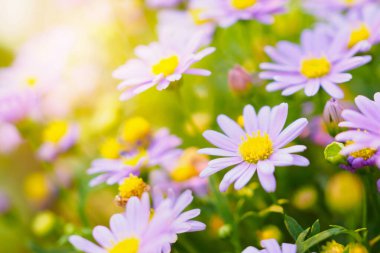 Yeşil çayır üzerinde güzel papatya çiçekleri