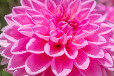 Pembe yıldız çiçeği yakın çekim