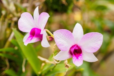 Taze doğal orkideler bahçeye yaklaşır.