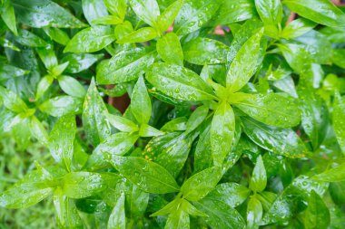 Taze Tayland bitkisel bitkileri organik bitkiler Andrographis 'i panikletiyor.