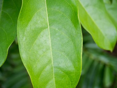 yeşil yaprak arkaplanı, kapat