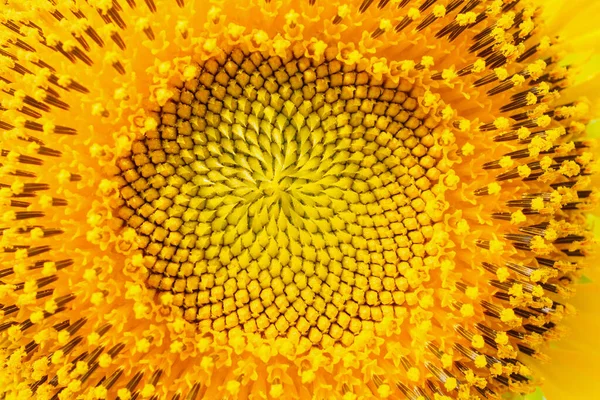 Close Sunflower Background — Stock Photo, Image