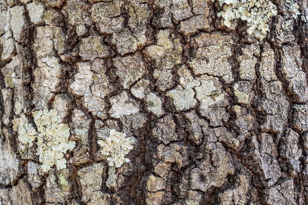 Träd Bark Konsistens Bakgrund — Stockfoto