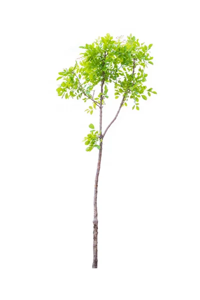 Beyaz Arkaplanda Izole Edilmiş Ağaç — Stok fotoğraf