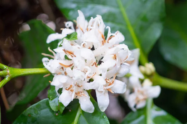 White coffee flowers in green leaves tree plantation close up