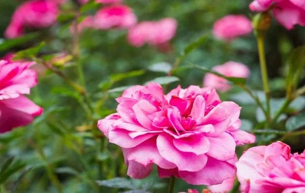 Bahçedeki güzel pembe güller