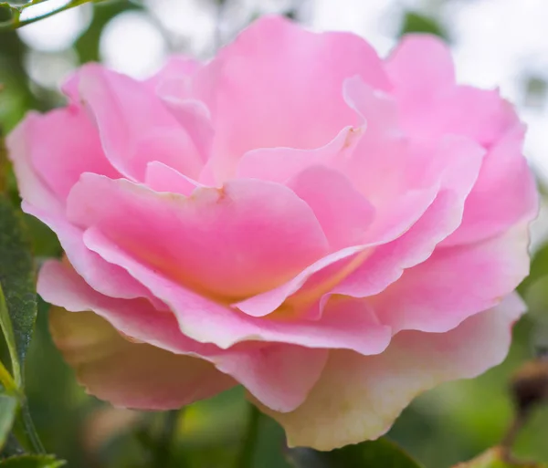 Schöne Bunte Rosa Rosen Blühen Garten — Stockfoto