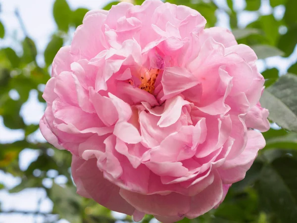 Цветок Розового Цвета Саду — стоковое фото