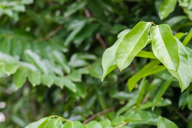 yeşil yaprak arkaplanı, kapat