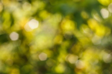 arkaplan için soyut yeşil doğa