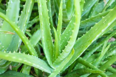 Aloe Vera 'nın yeşil yapraklarını kapatın. Cilt bakımı için bitkisel ilaç ekin. 