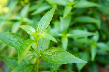 Andrographis paniklemesi Ayurveda bitkisel ilacını bırakıyor