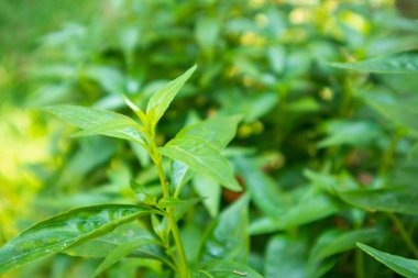 Andrographis paniklemesi Ayurveda bitkisel ilacını bırakıyor