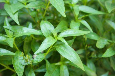 Andrographis paniklemesi Ayurveda bitkisel ilacını bırakıyor