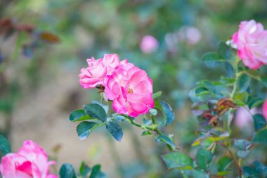 Bahçedeki güzel pembe güller