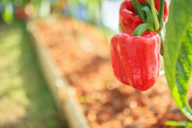 Kırmızı çan biberi bitkisi organik bahçede yetişiyor.