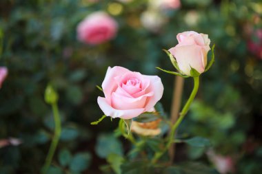 Bahçedeki güzel pembe güller