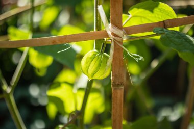 Taze Gooseberry Burnu (Physalis Peruviana) ağaç dalında