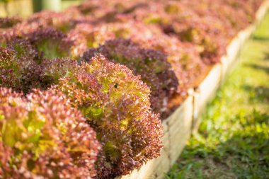Taze Lollo Rossa kırmızı salata yaprakları organik çiftlikte.