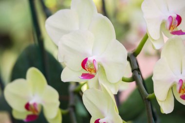 Güzel falaenopsis orkidesi çiçek açan bahçe çiçekleri.