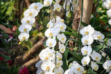 Güzel falaenopsis orkidesi çiçek açan bahçe çiçekleri.