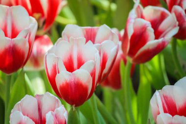Taze kırmızı laleler bahçede çiçek açar.