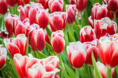 Taze kırmızı laleler bahçede çiçek açar.