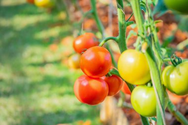 Taze kırmızı olgun domatesler asma ağacında asılı organik bahçede yetişiyor.