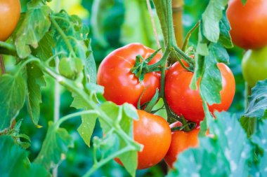 Taze kırmızı olgun domatesler asma ağacında asılı organik bahçede yetişiyor.