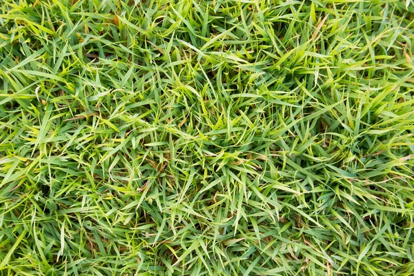Grünes Gras Textur Natürlicher Hintergrund — Stockfoto