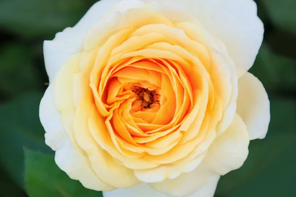Nahaufnahme Schöne Rosen Garten — Stockfoto