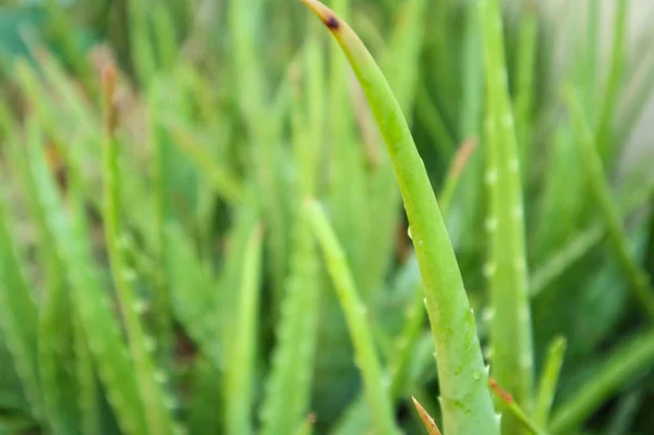 Zavřít Zelené Listy Aloe Vera Rostlinný Bylinný Lék Pro Péči — Stock fotografie