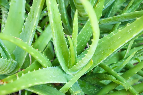 Nahaufnahme Der Grünen Blätter Der Aloe Vera Pflanzenheilmittel Für Die — Stockfoto